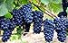 Photo Grape Seeds for Planting-50 Seeds new bestseller 2024-2023