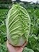 Photo Seeds Peking Napa Cabbage Heirloom Vegetable for Planting Non GMO new bestseller 2024-2023