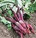 Photo Beets, Cylindra, Heirloom, 100 Seeds, Tender N Sweet, Cylindrical Shape new bestseller 2024-2023