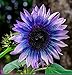 Photo Sunflower Seeds for Planting 50 Pcs Seeds Rare Exotic Purple Garden Seeds Sunflowers new bestseller 2024-2023