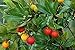 Photo 50+ Strawberry Tree Seeds - Arbutus unedo - Non-GMO Seeds, Grown and Shipped from Iowa. Made in USA new bestseller 2024-2023