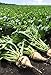 Photo Pelleted-Sugar Beet Seeds - Good yields of Large 3 lb Sugar Beets.Great Tasting!(25 - Seeds) new bestseller 2024-2023