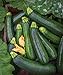 Photo Burpee Best Zucchini Summer Squash Seeds 20 seeds new bestseller 2024-2023