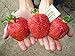 Photo CEMEHA SEEDS - Giant Strawberry Fresca Everbearing Berries Indoor Non GMO Fruits for Planting new bestseller 2024-2023