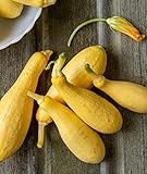 Burpee Saffron Summer Squash Seeds 100 seeds Photo, bestseller 2024-2023 new, best price $5.95 review