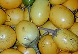 5 Samen Solanum ferox - Aubergine de Siam, essbare Früchte Foto, Bestseller 2024-2023 neu, bester Preis 2,00 € Rezension