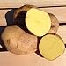 Photo Yukon Gold Potato Seed/ Tubers,Yellow-flesh standard.(5 Lb) new bestseller 2024-2023