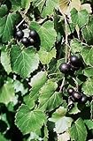 Vitis rotundifolia PURPLE Muscadine Traubenkernen! Foto, Bestseller 2024-2023 neu, bester Preis 17,99 € Rezension