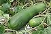 Photo 20 Organic Huge Chinese Asian Winter Melon Seeds Wax Gourd - Seed from Year 2021 USA new bestseller 2024-2023