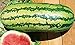 Photo 25 Garrisonian Watermelon Seeds | Non-GMO | Heirloom | Instant Latch Fresh Garden Seeds new bestseller 2024-2023