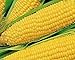 Photo 25 Truckers Favorate Corn Seeds | Heirloom | Instant Latch Garden Seeds new bestseller 2024-2023