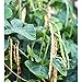 Photo Dixie Lee Crowder Pea Seeds (40 Seed Pack) new bestseller 2024-2023