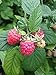 Photo Polka Raspberry Bare Root - Non-GMO - Nearly THORNLESS - Produces Large, Firm Berries with Good Flavor - Wrapped in Coco Coir - GreenEase by ENROOT (2) new bestseller 2024-2023