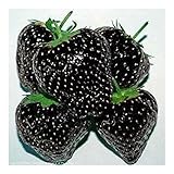 Fraises noires - 30 graines Photo, best-seller 2025-2024 nouveau, meilleur prix 4,90 € examen