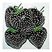 Photo Fraises noires - 30 graines nouveau best-seller 2025-2024