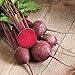 Photo David's Garden Seeds Beet Red Ace 1239 (Red) 200 Non-GMO, Hybrid Seeds new bestseller 2024-2023