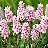 10 Muscari Pink Sunrise (Grape Hyacinth) Photo, bestseller 2025-2024 new, best price $9.50 review