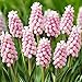 Photo 10 Muscari Pink Sunrise (Grape Hyacinth) new bestseller 2024-2023