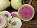 Photo 250+ Radish Seeds- Watermelon- Heirloom Variety by Ohio Heirloom Seeds new bestseller 2024-2023