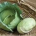 Photo David's Garden Seeds Cabbage Tendersweet 9983 (Green) 50 Non-GMO, Hybrid Seeds new bestseller 2024-2023