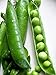 Photo Pea Little Marvel Great Heirloom Vegetable 1,200 Seeds by Seed Kingdom new bestseller 2024-2023