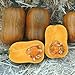 Photo Honeynut Squash Seeds - Grow from The Same Seeds As Farmers - Packaged and Sold by Harris Seeds / Garden Trends - Harris Seeds: Supplying Growers Since 1879 - USDA Certified Organic - 50 Seeds new bestseller 2024-2023