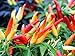 Photo Tabasco Pepper Seeds - 3500 Scoville Pepper - B58 (60+ Seeds, or 1/2 Gram) new bestseller 2024-2023