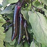 Shikou Hybrid Eggplant Seeds (40 Seed Pack) Photo, bestseller 2024-2023 new, best price $4.69 ($0.12 / Count) review