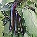 Photo Shikou Hybrid Eggplant Seeds (40 Seed Pack) new bestseller 2024-2023