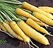 Photo David's Garden Seeds Carrot Solar Yellow 4185 (Yellow) 200 Non-GMO, Open Pollinated Seeds new bestseller 2024-2023