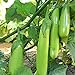 Photo Fingers - Green Eggplant Seeds - 2 g Packet ~450 Seeds - Non-GMO - Vegetable Garden - Solanum melongena new bestseller 2024-2023