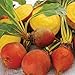 Photo Golden Detroit Beet Seeds (25 Seeds) new bestseller 2024-2023