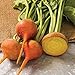 Photo David's Garden Seeds Beet Boldor 3122 (Yellow) 200 Non-GMO, Open Pollinated Seeds new bestseller 2024-2023