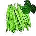 Photo Park Seed Algarve French Climbing Bean Seeds, Pack of 100 Seeds new bestseller 2024-2023