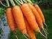 Photo 1,000+ Carrot Seeds- Scarlet Nantes Heirloom Variety new bestseller 2024-2023