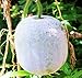 Photo MOCCUROD 25Pcs Wax Gourd Seeds Hair Skin Gourd Seeds Fuzzy Melon Vegetable Seeds new bestseller 2024-2023