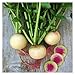 Photo Watermelon Radish Seeds | Heirloom & Non-GMO Vegetable Seeds | Radish Seeds for Planting Home Outdoor Gardens | Planting Instructions Included with Each Packet new bestseller 2024-2023