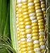 Photo Peaches and Cream Sweet Corn Seeds 1/2 lb new bestseller 2024-2023