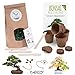 Foto Bonsai Kit incl. eBook GRATUITO - Set con macetas de coco, semillas y tierra - idea de regalo sostenible para los amantes de las plantas (Pino Piñonero + Árbol del Ámbar) nuevo éxito de ventas 2024-2023