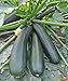 Photo Seeds Squash Zucchini Light Green Heirloom Vegetable for Planting Non GMO new bestseller 2024-2023