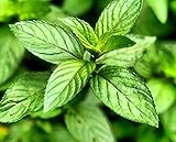 Graines de menthe poivrée - Mentha piperita Photo, best-seller 2024-2023 nouveau, meilleur prix 4,44 € examen