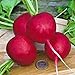 Photo Radish Seed, Champion, Heirloom, Non GMO, 100 Seeds, Perfect Radishes new bestseller 2024-2023