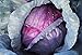 Photo Cabbage, Red Acre Seeds, Non-GMO, 25+ Seeds per Package, This Hardy, Healthy and Delicious Crop is Easy to Grow and Ideal for Small and Large Gardens . Jacobs Ladder Ent. new bestseller 2024-2023