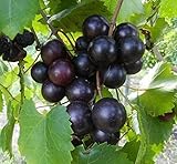 15 Seeds of Purple Black Muscadine Grape Photo, bestseller 2024-2023 new, best price $15.99 review