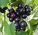 Photo 15 Seeds of Purple Black Muscadine Grape new bestseller 2024-2023