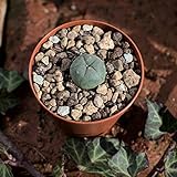 Lophophora williamsii, peyote. Durchmesser 1,5cm Foto, Bestseller 2025-2024 neu, bester Preis 7,99 € Rezension