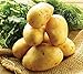 Photo Simply Seed - 5 LB - German Butterball Potato Seed - Non GMO - Naturally Grown - Order Now for Spring Planting new bestseller 2024-2023