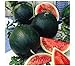 Photo Watermelon, Black Diamond, Heirloom, 25 Seeds, Super Sweet Round Melon new bestseller 2024-2023