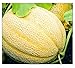 Photo 50 Hales Best Jumbo Cantaloupe | Non-GMO | Fresh Garden Seeds new bestseller 2024-2023