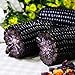 Photo Lot de 10 graines de maïs noir pour plantes, fruits, légumes, jardin, ferme, plantes nutritives – Graines de maïs nouveau best-seller 2024-2023